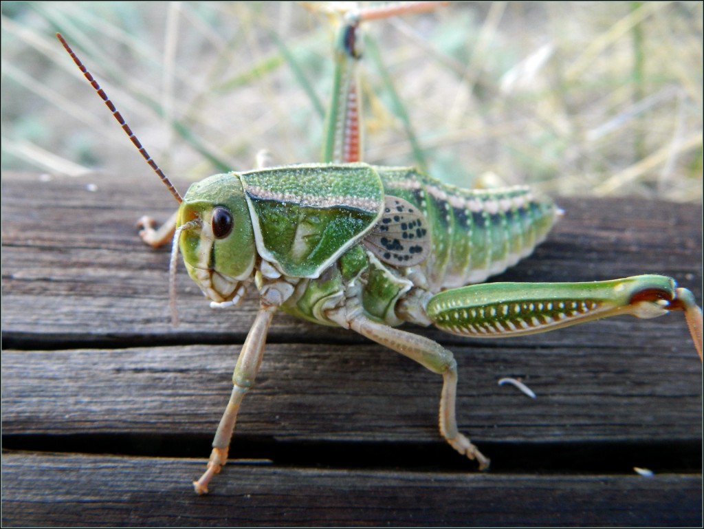 bug-grasshopper – Regina Ochoa