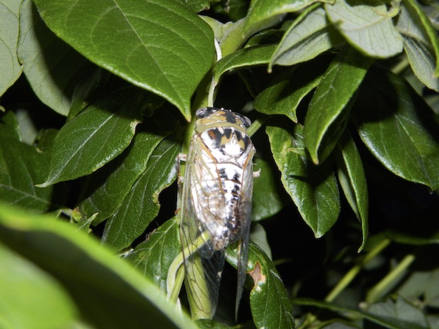 Cicada on bush