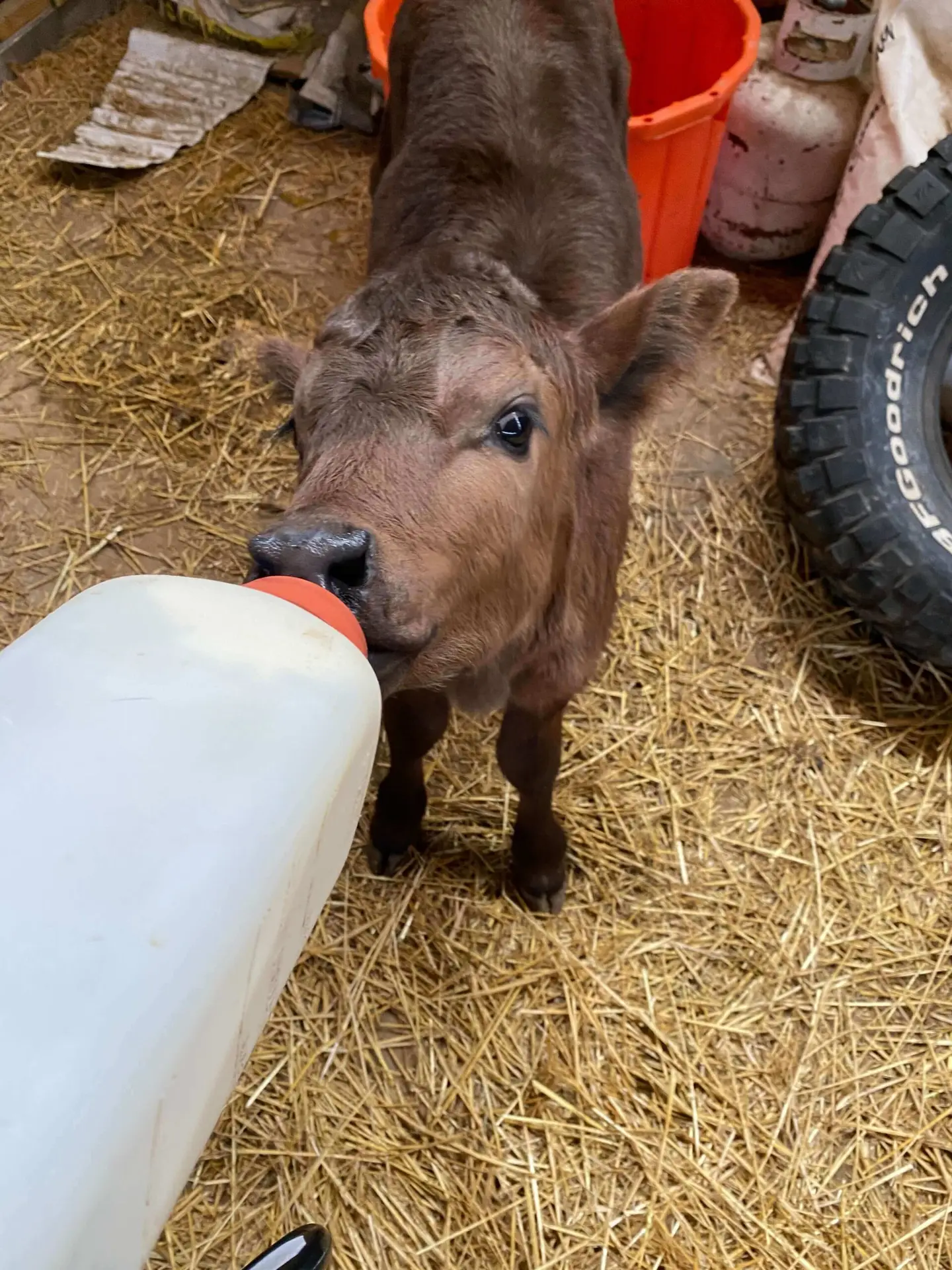 Baby calf nursing on bottle formula