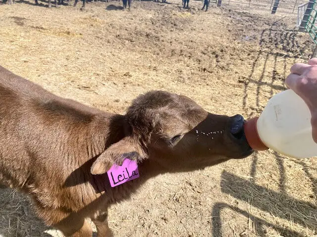 Young brown angus calf sucking on bottle of milk